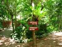 Cabbages and Condoms jungle setting