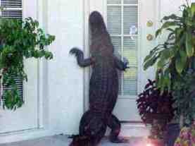 alligator at door