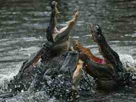 alligators