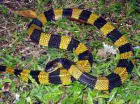 krait