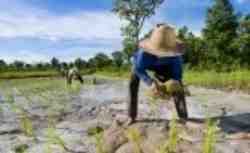planting rice