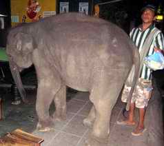 bar elephant