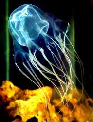 Box jellyfish
