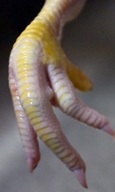Chicken foot