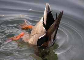 Duck's arse