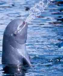 Mekong dolphin