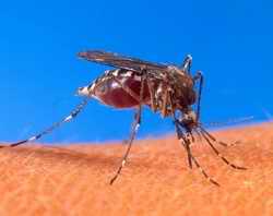 mosquito