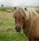 pony