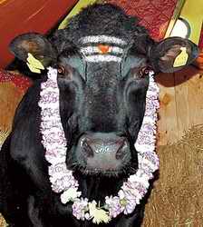 sacred cow