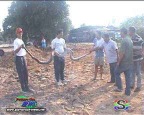Large python like snake captured