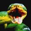snake om the attack