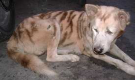 Tiger dog called Cow
