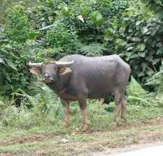 Water buffalo