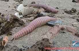 Giant wormed beached